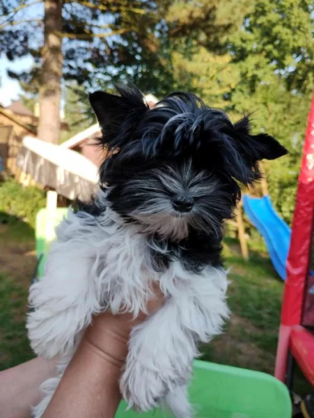 Štěňátko Biewer yorkshirský teriér s PP