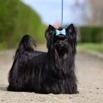 Štěňátko Biewer yorkshirský teriér s PP