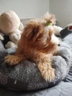 Štěňátka Golddust yorkšírský teriér s PP