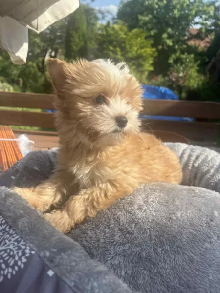 Štěňátka Golddust yorkšírský teriér s PP