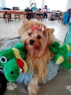 Štěňátka Golddust yorkšírský teriér s PP