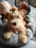 Štěňátka Golddust yorkšírský teriér s PP