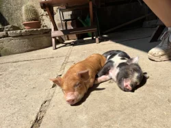 Prodej selátek Kune Kune