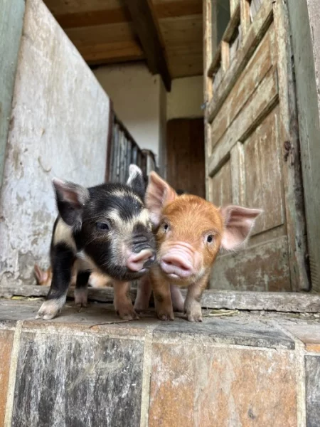 Prodej selátek Kune Kune