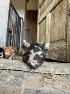 Prodej selátek Kune Kune