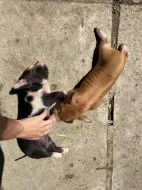 Prodej selátek Kune Kune