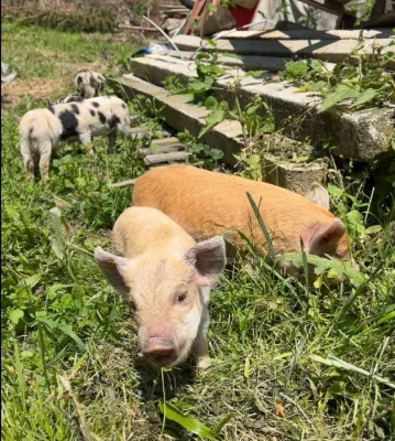 Prodej selátka Kune Kune