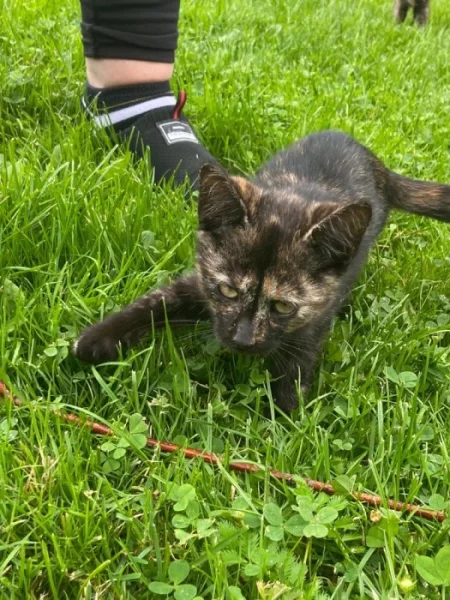 AKTUÁLNĚ HLEDAJÍ DOMOV, JSOU V NEBEZPEČÍ !!!