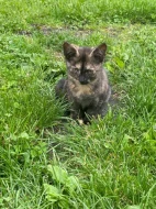 AKTUÁLNĚ HLEDAJÍ DOMOV, JSOU V NEBEZPEČÍ !!!