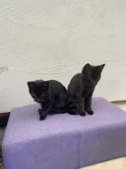 AKTUÁLNĚ HLEDAJÍ DOMOV, JSOU V NEBEZPEČÍ !!!