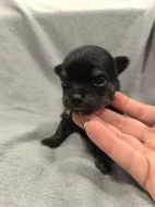 Dlouhosrstá čivava s PP