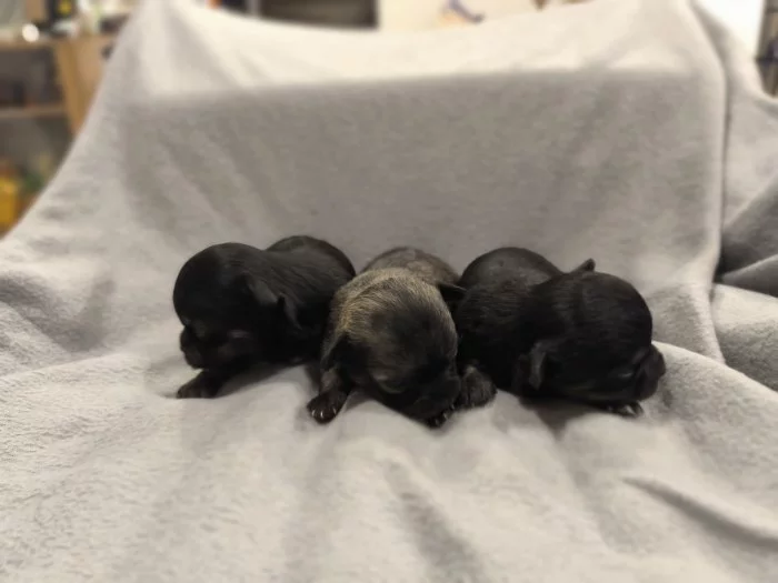 Dlouhosrstá čivava s PP