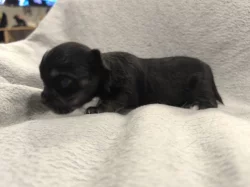 Dlouhosrstá čivava s PP