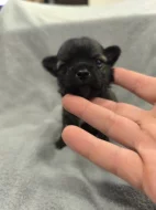 Dlouhosrstá čivava s PP