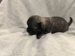 Dlouhosrstá čivava s PP