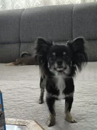 Dlouhosrstá čivava s PP