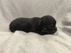 Dlouhosrstá čivava s PP