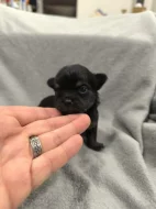 Dlouhosrstá čivava s PP