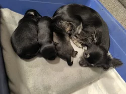 Dlouhosrstá čivava s PP