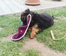 Nabídka štěňat německého ovčáka s PP