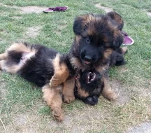 Nabídka štěňat německého ovčáka s PP