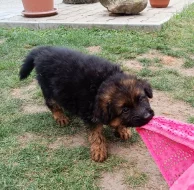 Nabídka štěňat německého ovčáka s PP