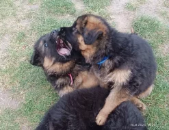 Nabídka štěňat německého ovčáka s PP