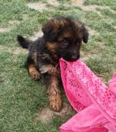 Nabídka štěňat německého ovčáka s PP