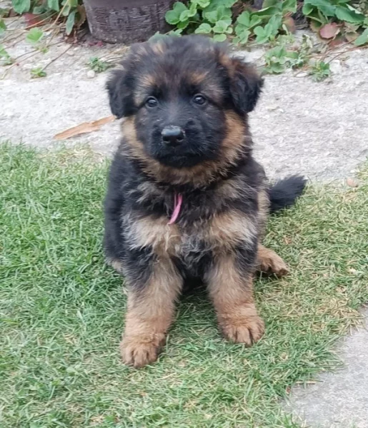 Nabídka štěňat německého ovčáka s PP