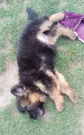 Nabídka štěňat německého ovčáka s PP