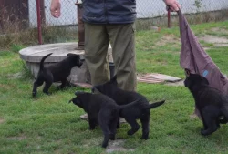 NĚMECKÝ OVČÁK S PP