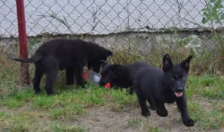 NĚMECKÝ OVČÁK S PP