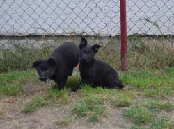 NĚMECKÝ OVČÁK S PP