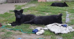 NĚMECKÝ OVČÁK S PP