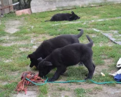 NĚMECKÝ OVČÁK S PP