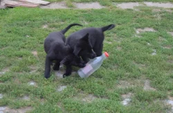 NĚMECKÝ OVČÁK S PP