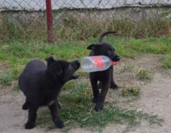 NĚMECKÝ OVČÁK S PP