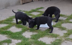 NĚMECKÝ OVČÁK S PP