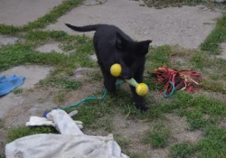 NĚMECKÝ OVČÁK S PP