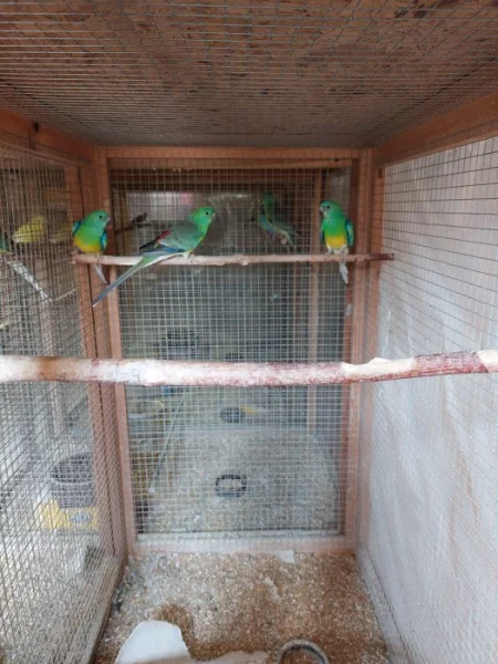 Prodám papoušky zpěvavé