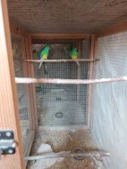 Prodám papoušky zpěvavé