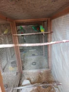 Prodám papoušky zpěvavé