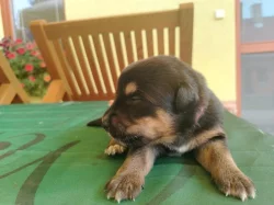 Prodáme štěňátka