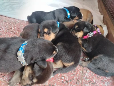 Prodáme štěňátka