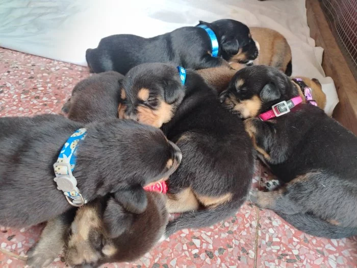 Prodáme štěňátka