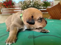 Prodáme štěňátka