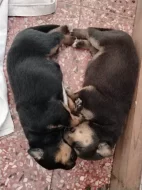 Prodáme štěňátka