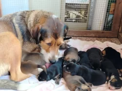 Prodáme štěňátka