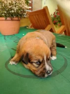 Prodáme štěňátka