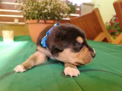 Prodáme štěňátka